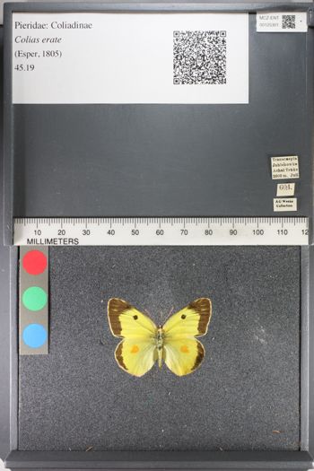 Media type: image;   Entomology 125301